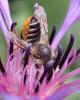 Megachile centuncularis